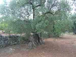 albero