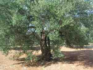 albero
