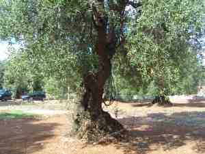 albero