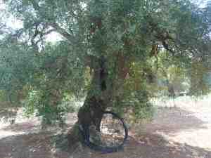 albero