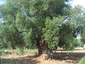 albero