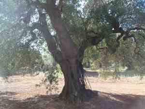 albero