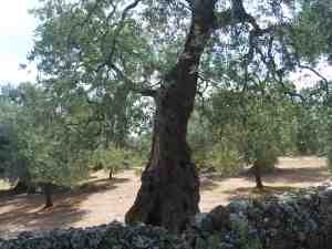 albero