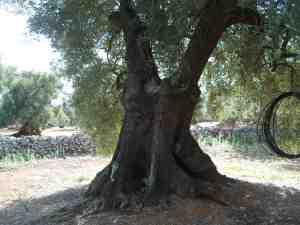 albero