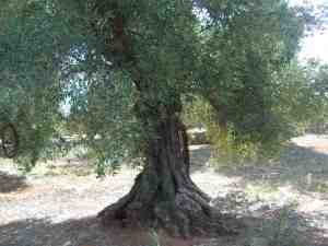 albero