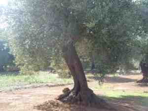 albero