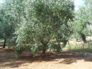 albero