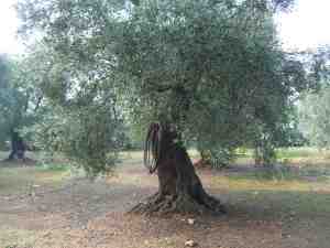 albero