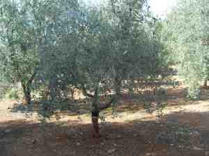 albero
