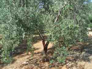 albero