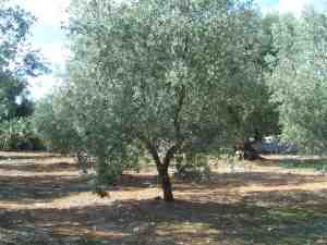 albero