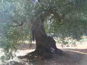 albero