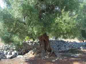albero