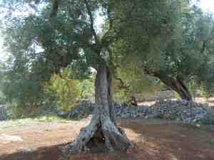 albero