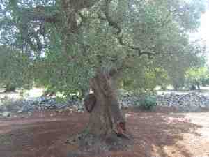 albero