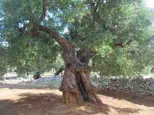 albero