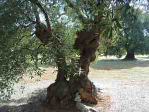 albero