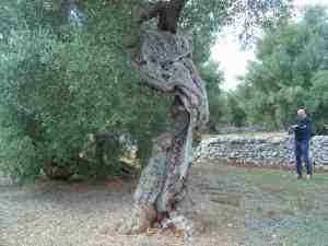 albero