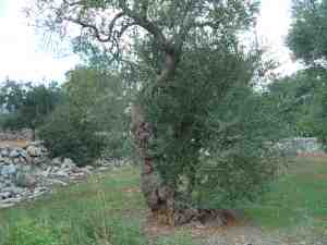 albero