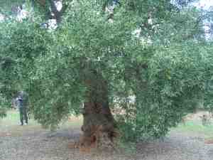 albero