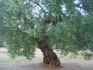 albero