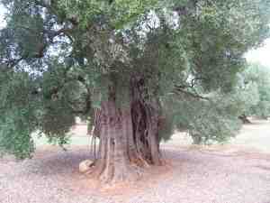 albero
