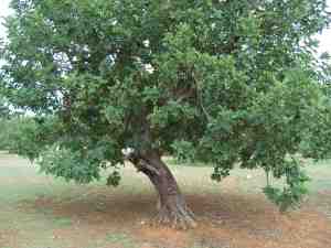 albero