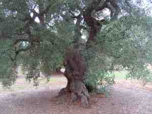 albero