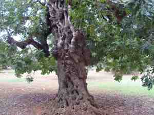 albero