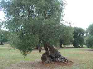 albero