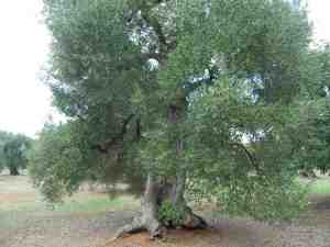 albero