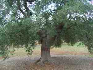 albero