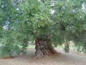 albero
