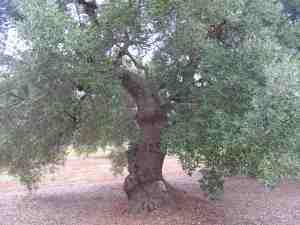 albero