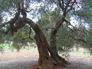 albero