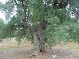 albero