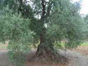 albero