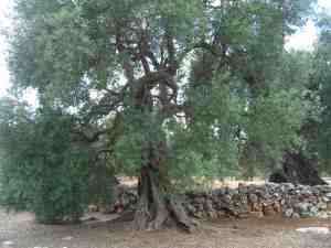 albero