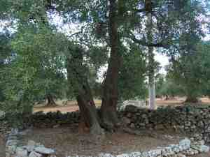 albero