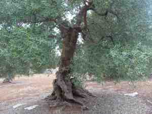 albero