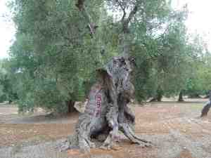 albero