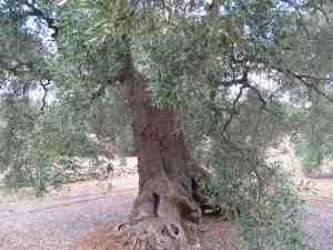albero