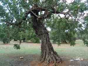 albero