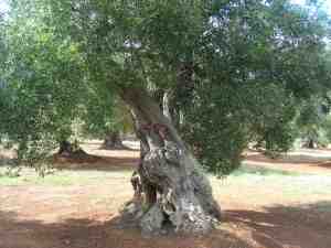 albero