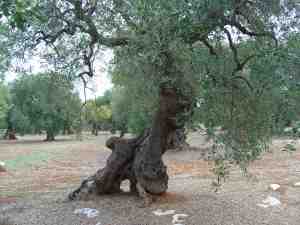 albero