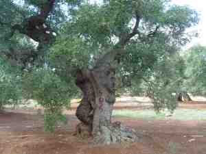 albero