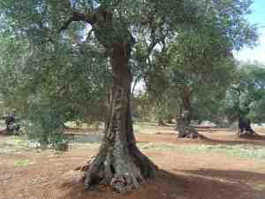 albero