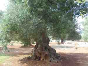 albero