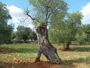 albero