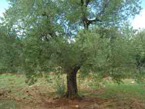 albero